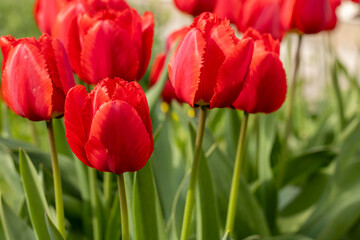 Bold red tulips in full bloom on a sunny day