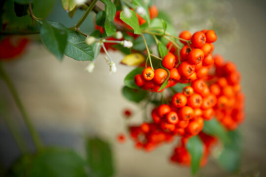 Pyracantha, Ontario, Canada