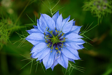 Nigelle bleue dans la nature.