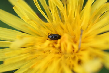 Scarabée dans une fleur jaune.