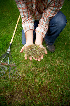 Gardener Raking Grass, Bradford, Ontario, Canada