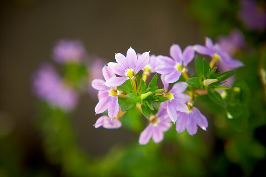 Fototapeta Scaevola Flowers, Bradford, Ontario, Canada