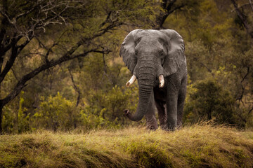 Fototapeta premium elephant kruger