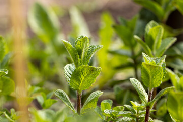 Fresh young mint sprouts in spring