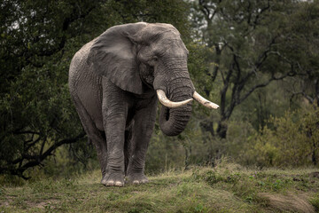 Bull Elephant
