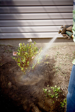 Gardener Watering freshly Planted Daphne Shrub, Toronto, Ontario, Canada