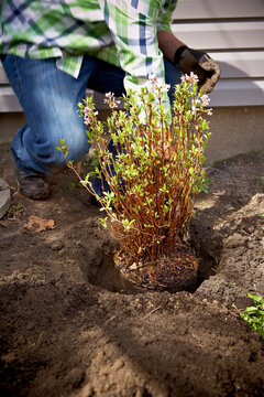 Gardener Planting Daphne Shrub, Toronto, Ontario, Canada