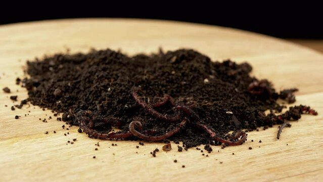 Close up, Crawling Red Earthworms in Black Soil Isolated on Wooden Background. Slow motion. Group of wriggling earthworms in wet compost. Fishing worms. Red worms Dendrobaena. Loosening fertile soil.
