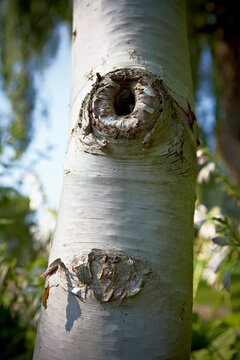 Knothole in Birch Tree, Toronto Botanical Garden, Toronto, Ontario, Canada