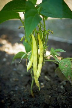 Close-up of Yellow Beans, Toronto Botanical Garden, Toronto, Ontario, Canada