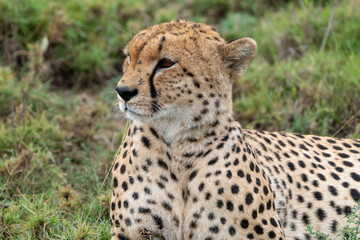 Cheetah portrait as it sits in the grass in Serengeti National Park Tanzania