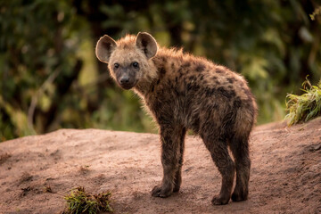 Obraz premium Young Hyena