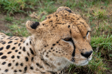 Cheetah as it sits in the grass in Serengeti National Park Tanzania