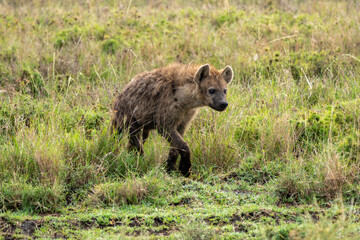 Hyena walks out of the tall grass, prowling for food in Serengeti National Park Tanzania