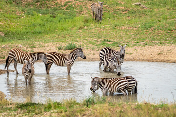 Fototapeta na wymiar Zebras drink from a watering hole in Serengeti National Park Tanzania