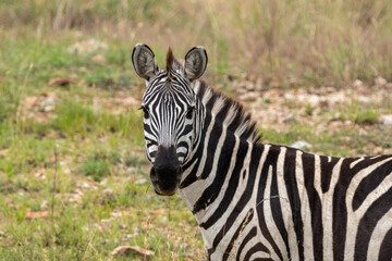 Fototapeta na wymiar Portrait of a zebra looking at camera - Tanzania