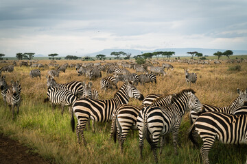 Very large herd of zebras in the Serengeti National Park Tanzania, safari car and hot air balloons in background