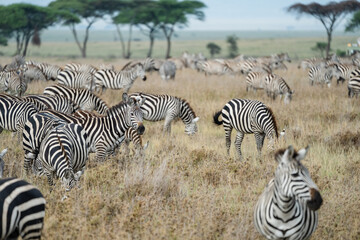 Obraz premium Selective focus on one zebra in a large herd, walking around Serengeti National Park Tanzania