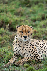 Naklejka na ściany i meble Cheetah as it sits in the grass in Serengeti National Park Tanzania
