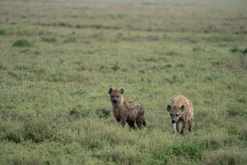 Two hyenas prowl through the grassy plain of Serengeti National Park