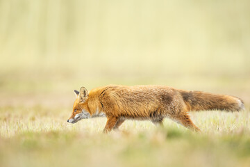 Fox Vulpes vulpes in spring scenery, Poland Europe, animal walking among spring meadow