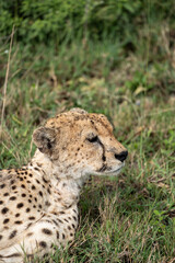 Naklejka na ściany i meble Cute cheetah looks to the side while in the grass in Serengeti National Park Tanzania