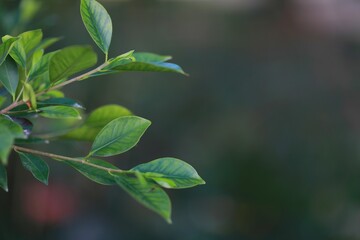 A branch with green leaves, background image, background, wallpaper, for presentations, for inscriptions, for typing
