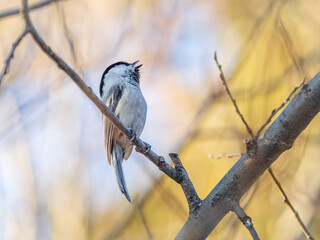Cute bird the willow tit, song bird sitting on a branch without leaves in the winter.