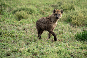 Fototapeta premium Hyena walks and prowls through grass in the Serengeti National Park