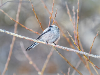European long-tailed tit, latin name Aegithalos caudatus. A bird sitting on a branch in a deciduous forest.