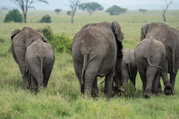 Naklejka na ściany i meble Elephant butts from a herd family as they walk across Serengeti National Park