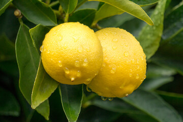 Close-up of Lemons on Tree after Rain