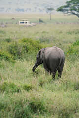 Fototapeta premium Elephant grazes in the grass, safari vehicle (defocused) in backgroun. Taken in Serengeti National Park Tanzania