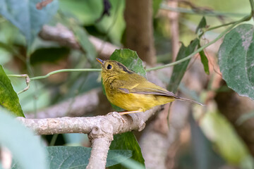 Whistler's warbler or Phylloscopus whistleri observed in Latpanchar in India