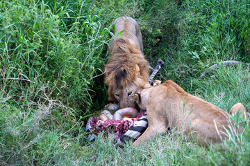 Lions feast and eat on a zebra freshly killed, in Serengeti National Park Tanzania