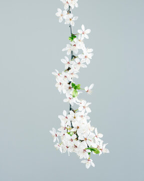 Cherry Blossoms
