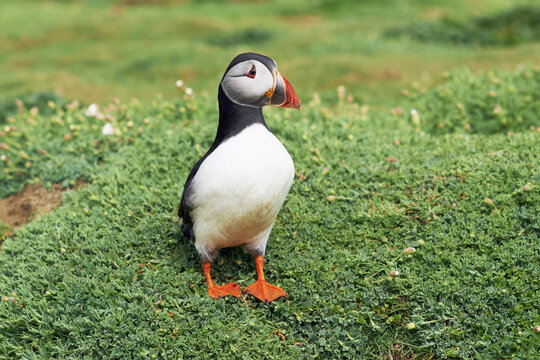 Atlantic Puffin, Skomer Island, Pembrokeshire Coast National Park, Pembrokeshire, Wales