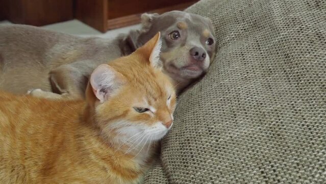 Red cat and dog lie on the sofa and rest. Cat and dog together. Animal rest. Pets. 4K