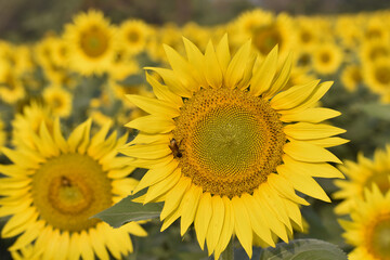 Macro view of black honeybee pollinating sunflower. Sunflower cultivation at sunrise.