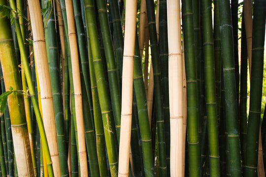 Giant Bamboo, Long Beach, California, USA
