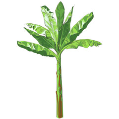 Tropical bananas palm trees, leaf, foliage textural collection. Vintage design for banner, textile, wallpaper. Watercolor realistic illustration