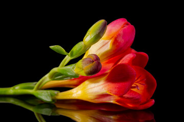 Single stem of a red flower freesia isolated on black background, close up