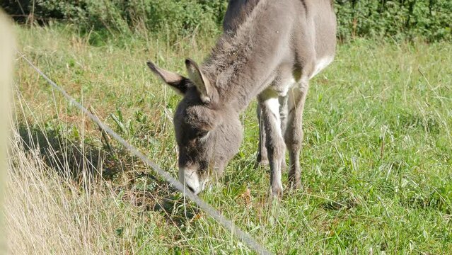 donkey will sit in the meadow. Donkey in the meadow. 4K