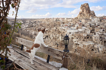 Little dog in cappadocia against the backdrop of the sandy houses. Jack Russell Terrier in town 
