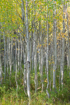 Grove of Aspen Trees in Early Autumn, Oregon, USA