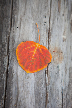 Close-up of Fall Leaf on Log, Oregon, USA