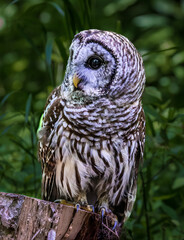 Barred Owl Looking for Food