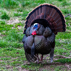 Beautiful Tom Turkey in full Display