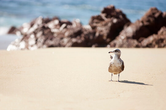 Seagull, Baja California Sur, Mexico
