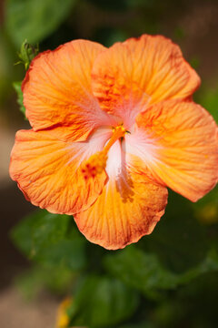 Hibiscus Flower, Baja California Sur, Mexico